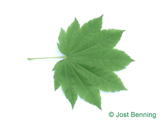 The дольчатый leaf of Клен завитой