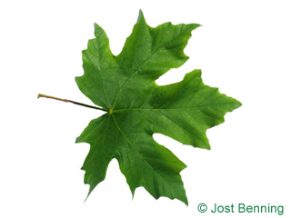 The дольчатый leaf of Клен крупнолистный