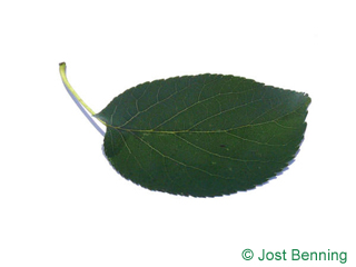 The овальный leaf of Ольха сердцевидная