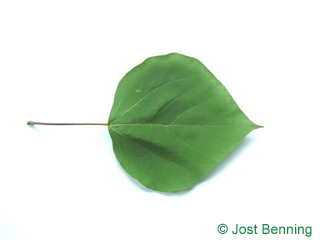 The ердцевидный leaf of Катальпа бигнониовидная