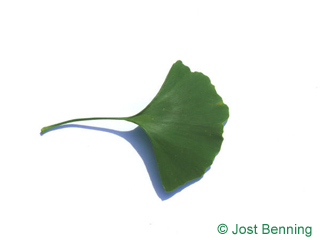 The веерообразный leaf of Гинко билоба