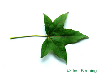 The дольчатый leaf of Ликвидамбар смолоносный