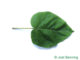 The ердцевидный leaf of Павловния опушенная