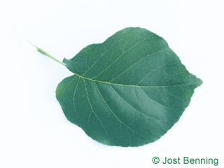 The овальный leaf of Bird Cherry