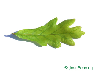The выгнутый leaf of Дуб белый