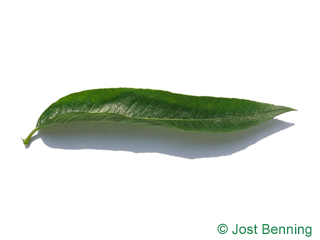 The ланцетный leaf of Ива ломкая