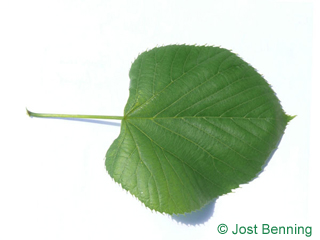 The ердцевидный leaf of Липа американская
