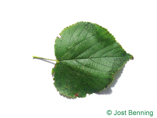 The ердцевидный leaf of Липа сердцевидная