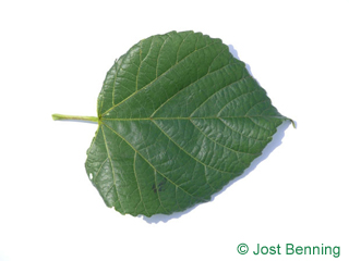 The ердцевидный leaf of Липа крупнолистная