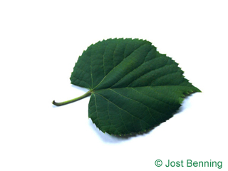 The ердцевидный leaf of Липа пушистая