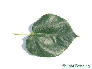 The ердцевидный leaf of Липа крымская