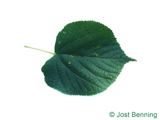 The ердцевидный leaf of Липа европейская