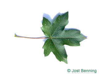 The дольчатый leaf of Клен полевой
