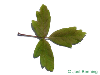 The сложный leaf of Клен серый