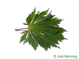 The дольчатый leaf of Клен японский 'аконтифол'