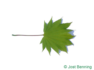 The дольчатый leaf of Клен японский