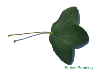 The дольчатый leaf of Клен трехлопастный