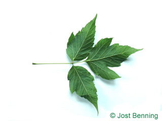 The сложный leaf of Клен ясенелистный