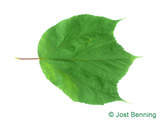The дольчатый leaf of Клен пенсильванский