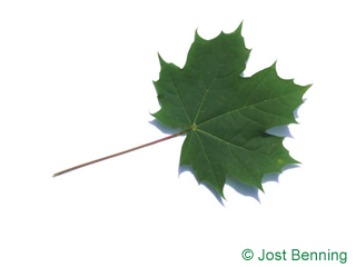 The дольчатый leaf of Клен остролистный