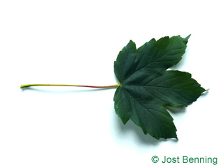The дольчатый leaf of Клен псевдоплатановый