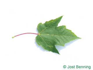 The дольчатый leaf of Клен красный