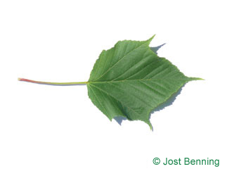 The дольчатый leaf of Клен рыжевато-жилковатый