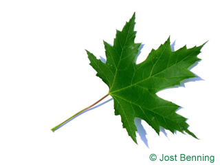 The дольчатый leaf of Клен серебристый