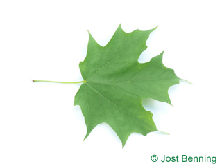 The дольчатый leaf of Клен сахарный