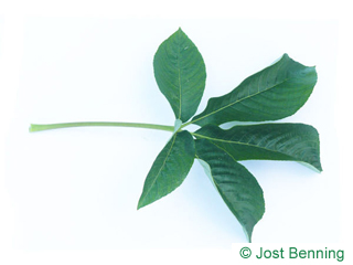 The сложный leaf of Каштан калифорнийский