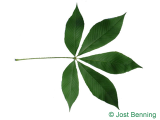 The сложный leaf of Конский каштан желтый