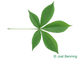 The сложный leaf of Конский каштан голый