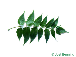 The сложный leaf of Айлант высочайший