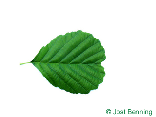 The кругловатый leaf of Ольха черная