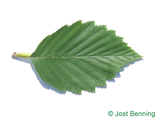The овальный leaf of Ольха серая