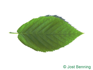 The овальный leaf of Береза желтая