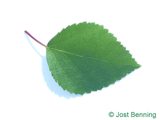 The овальный leaf of Береза вишневая