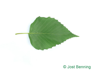 The овальный leaf of Береза Эрмана