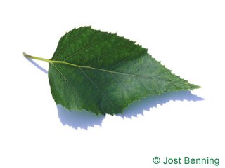 The овальный leaf of Береза бумажная