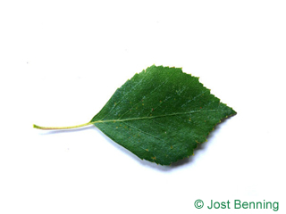 The овальный leaf of Береза повислая