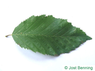 The овальный leaf of Граб обыкновенный