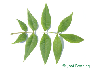 The сложный leaf of Кария голая