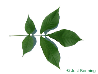 The сложный leaf of Кария яйцевидная