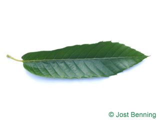 The ланцетный leaf of Каштан благородный