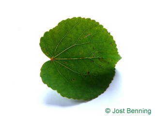 The кругловатый leaf of Багрянник японский
