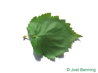 The ердцевидный leaf of Лещина древовидная