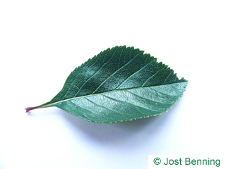The овальный leaf of Боярышник петушья шпора