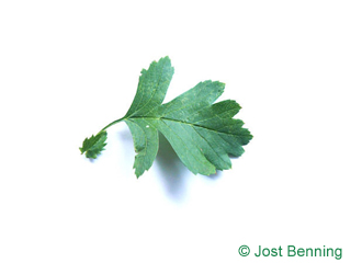 The овальный leaf of Боярышник однопестичный