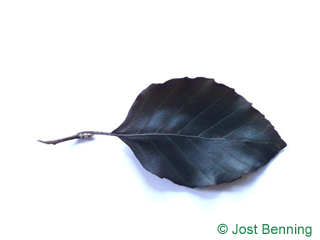The овальный leaf of Бук лесной европейский