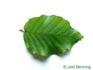 The овальный leaf of Бук европейский